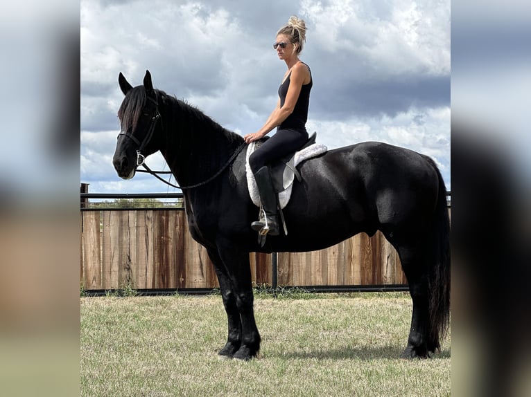 Fries paard Ruin 9 Jaar 163 cm Zwart in Byers TX