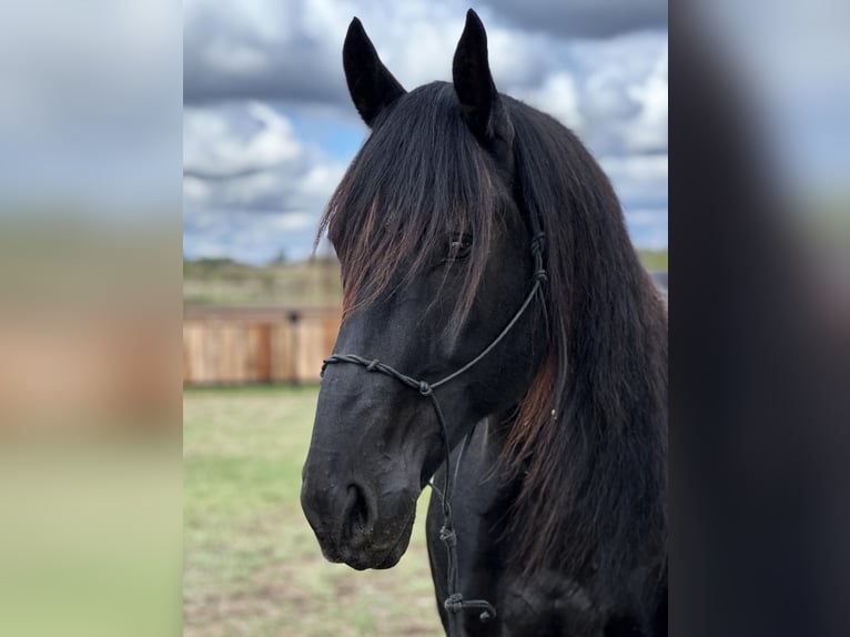 Fries paard Ruin 9 Jaar 163 cm Zwart in Byers TX