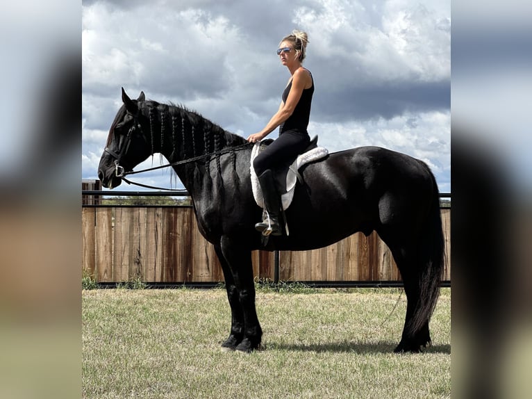 Fries paard Ruin 9 Jaar 163 cm Zwart in Byers TX