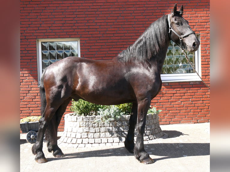 Fries paard Ruin 9 Jaar 164 cm  in Dorsten