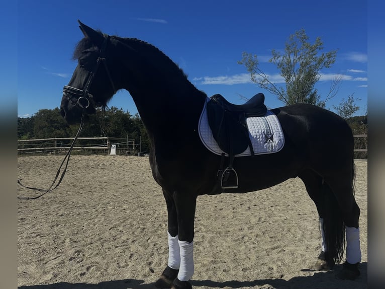Fries paard Ruin 9 Jaar 164 cm Zwart in Hönigtal