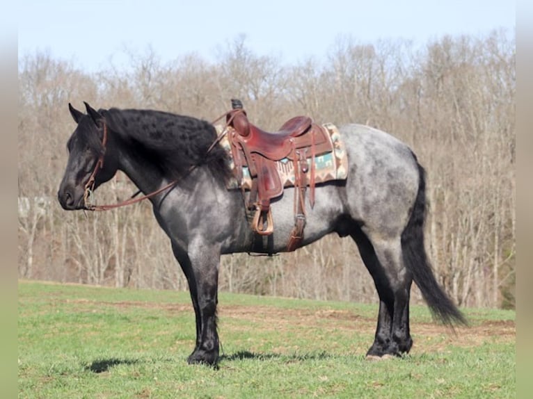 Fries paard Ruin 9 Jaar 165 cm Roan-Blue in Brookesville KY