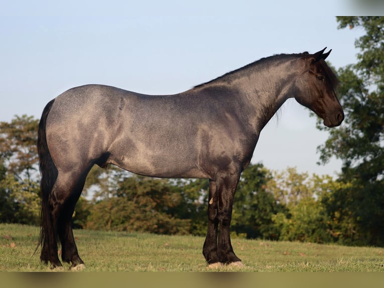 Fries paard Ruin 9 Jaar 165 cm Roan-Blue in Brookesville KY