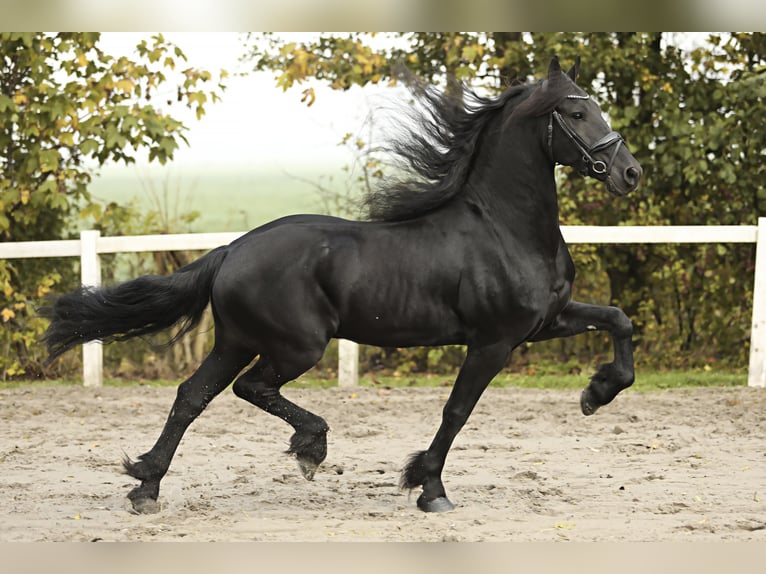 Fries paard Ruin 9 Jaar 165 cm Zwart in Britswert