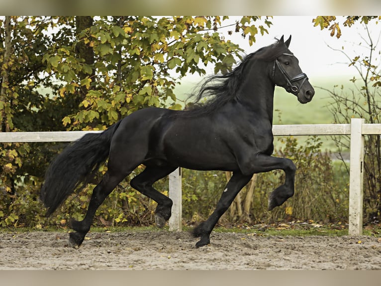 Fries paard Ruin 9 Jaar 165 cm Zwart in Britswert