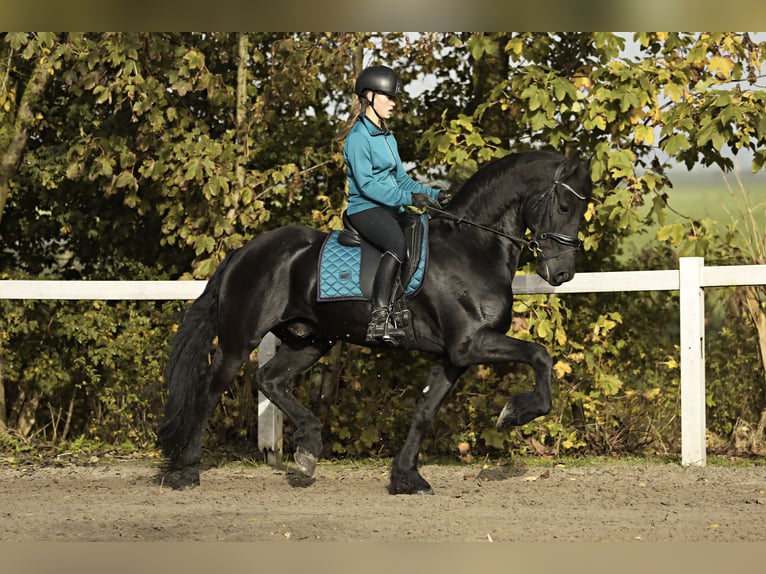 Fries paard Ruin 9 Jaar 165 cm Zwart in Britswert