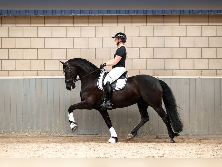 Fries paard Ruin 9 Jaar 165 cm Zwart in De Bilt