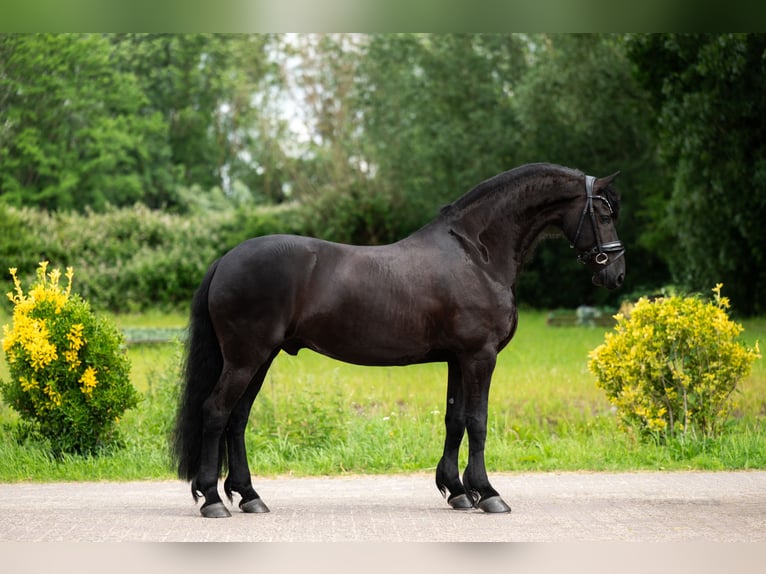 Fries paard Ruin 9 Jaar 165 cm Zwart in De Bilt