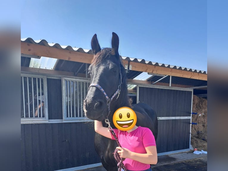 Fries paard Ruin 9 Jaar 165 cm Zwart in Ovezande