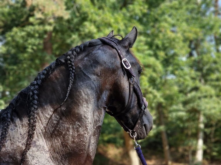 Fries paard Ruin 9 Jaar 170 cm Zwart in Britswert