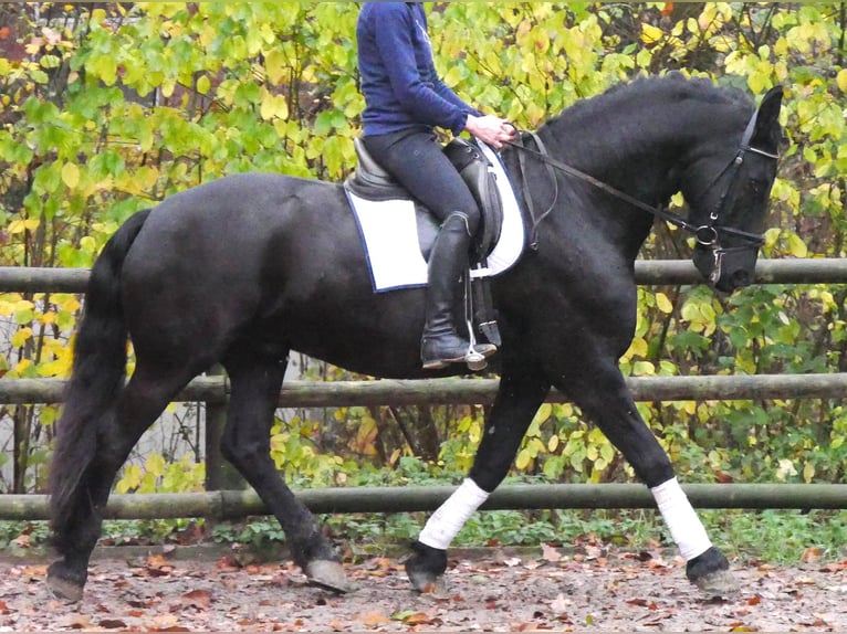 Fries paard Ruin 9 Jaar 170 cm Zwart in Dorsten