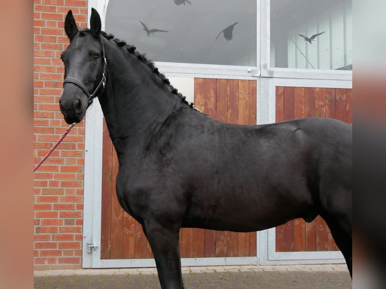 Fries paard Ruin 9 Jaar 170 cm Zwart in Dorsten