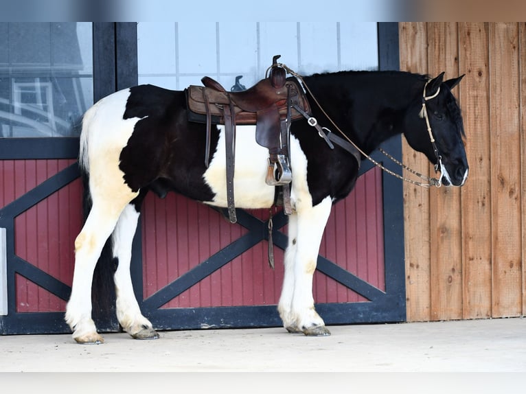 Fries paard Mix Ruin 9 Jaar 173 cm Gevlekt-paard in Rebersburg