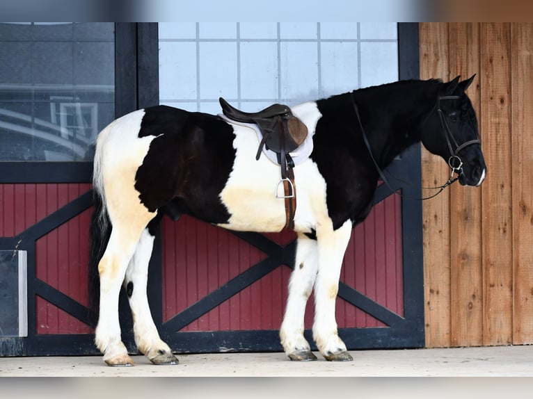 Fries paard Mix Ruin 9 Jaar 173 cm Gevlekt-paard in Rebersburg