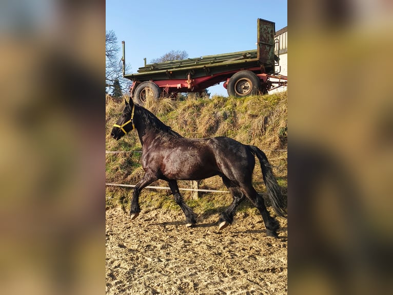 Fries paard Ruin 9 Jaar 173 cm Zwart in Solingen