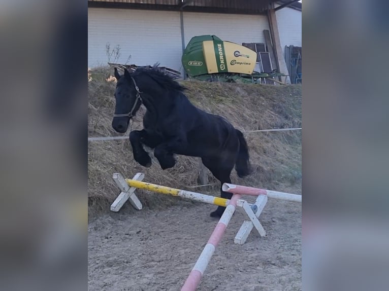Fries paard Ruin 9 Jaar 173 cm Zwart in Solingen