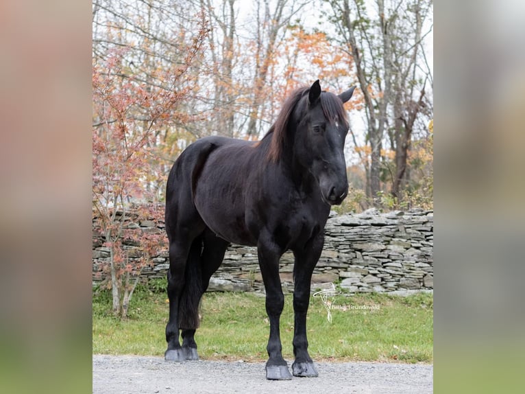 Fries paard Ruin 9 Jaar 173 cm Zwart in Everett PA