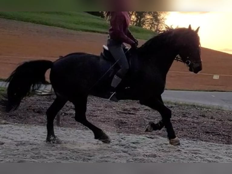 Fries paard Mix Ruin 9 Jaar 175 cm Donkerbruin in Höri