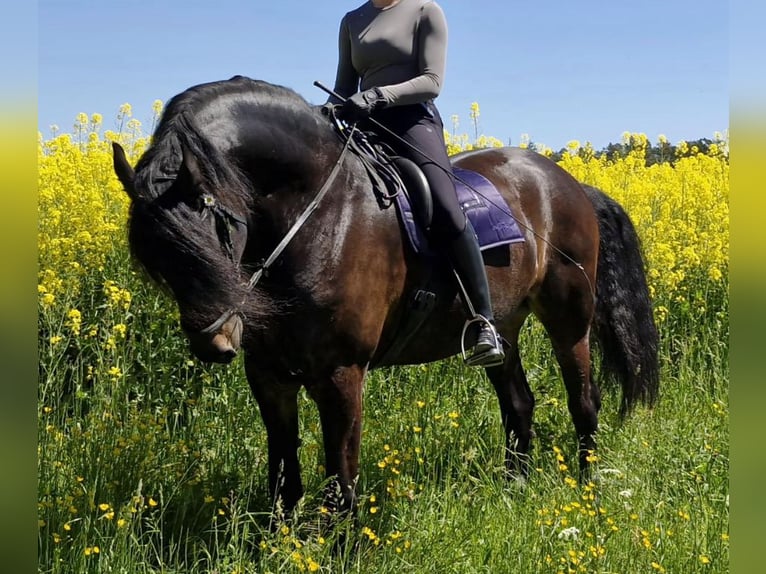 Fries paard Mix Ruin 9 Jaar 175 cm Donkerbruin in Höri