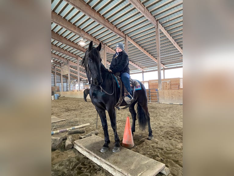 Fries paard Ruin 9 Jaar Zwart in Everett PA