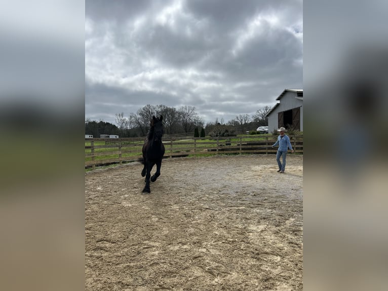 Fries paard Ruin 9 Jaar Zwart in Pell city, Alabama