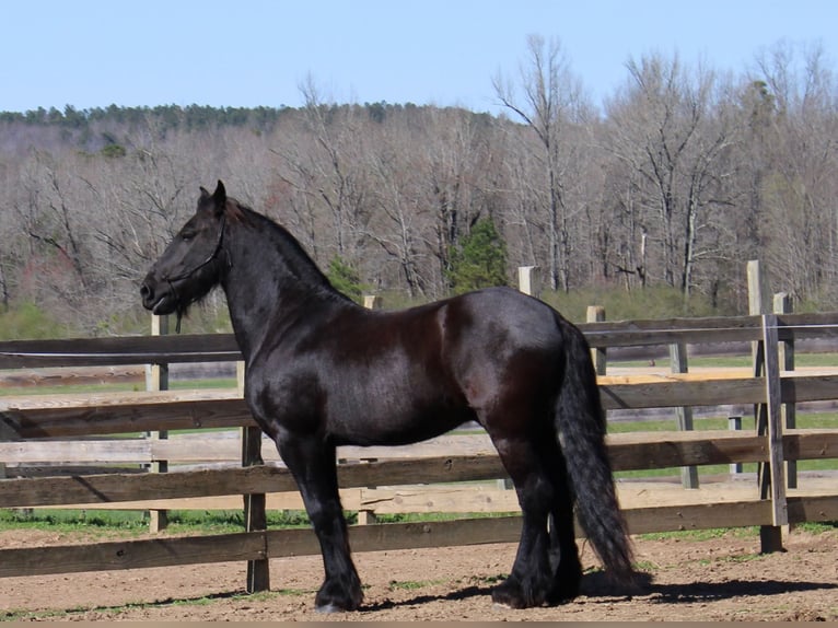 Fries paard Ruin 9 Jaar Zwart in Pell city, Alabama