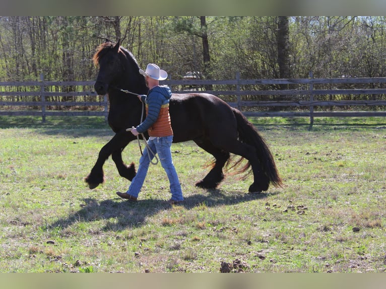 Fries paard Ruin 9 Jaar Zwart in Pell city, Alabama