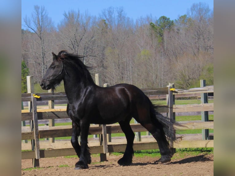 Fries paard Ruin 9 Jaar Zwart in Pell city, Alabama