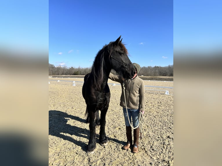 Fries paard Ruin 9 Jaar Zwart in Pell city, Alabama