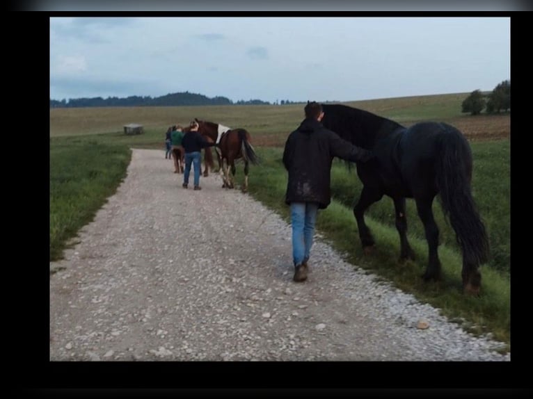 Fries paard Ruin 9 Jaar Zwart in Forchheim