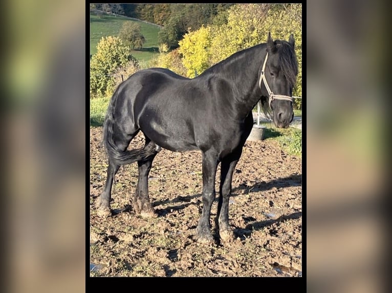 Fries paard Ruin 9 Jaar Zwart in Forchheim