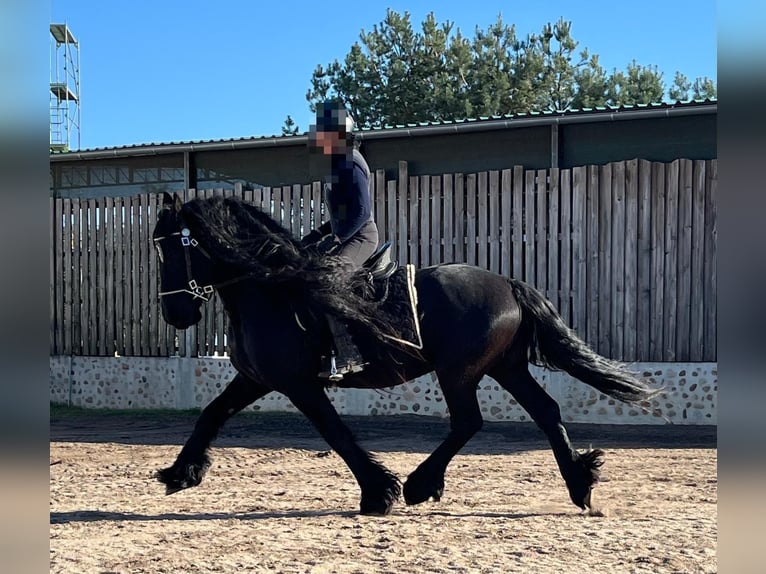 Friesen Hengst 10 Jahre 163 cm Rappe in Bad Schmiedeberg