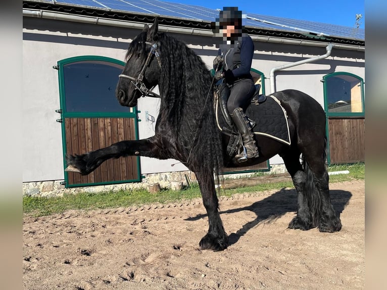 Friesen Hengst 10 Jahre 163 cm Rappe in Bad Schmiedeberg