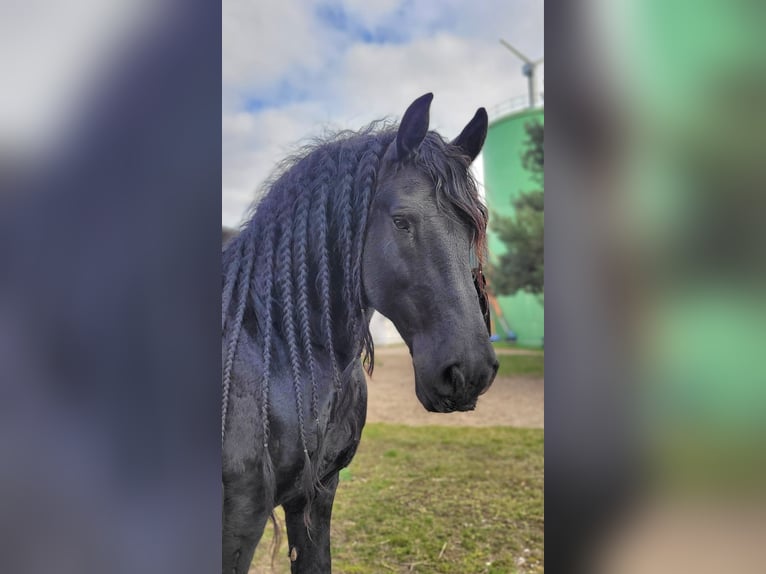 Friesen Hengst 10 Jahre 163 cm Rappe in Bad Schmiedeberg