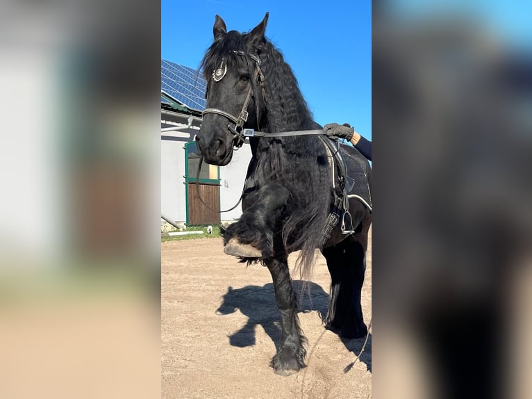 Friesen Hengst 10 Jahre 163 cm Rappe in Bad Schmiedeberg