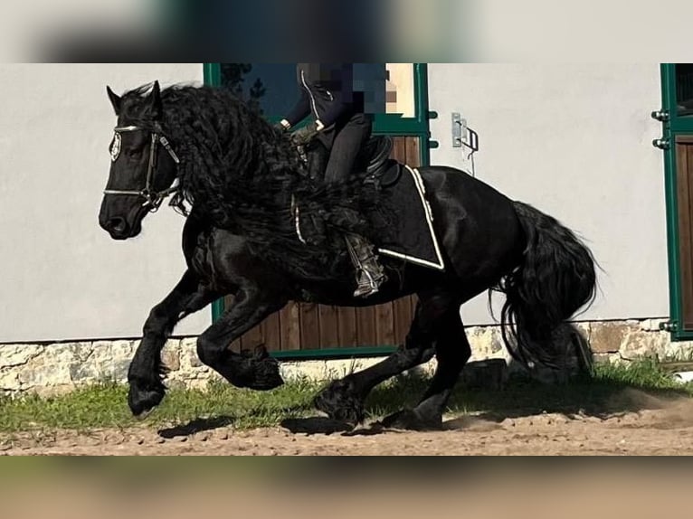 Friesen Hengst 10 Jahre 163 cm Rappe in Bad Schmiedeberg