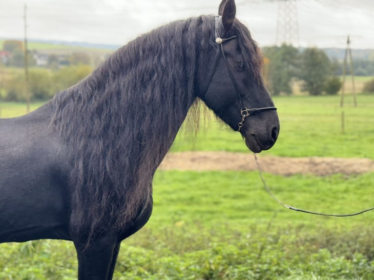 Friesen Hengst 10 Jahre 166 cm Rappe in Wadern