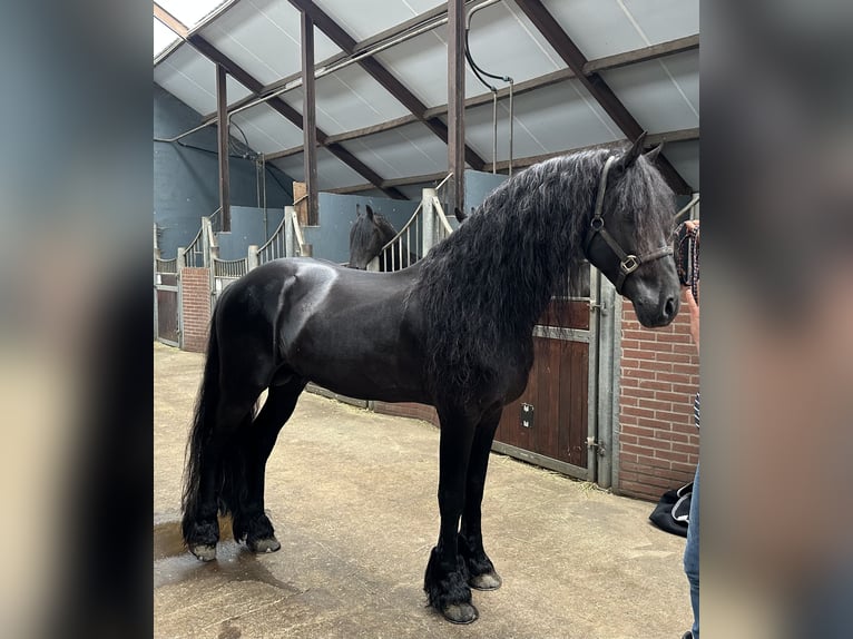 Friesen Hengst 10 Jahre 166 cm Rappe in Wadern