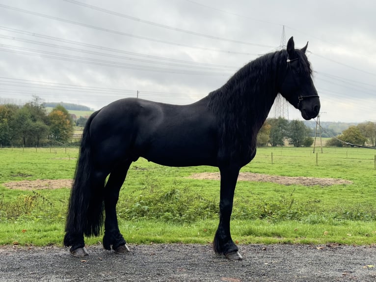 Friesen Hengst 10 Jahre 166 cm Rappe in Wadern
