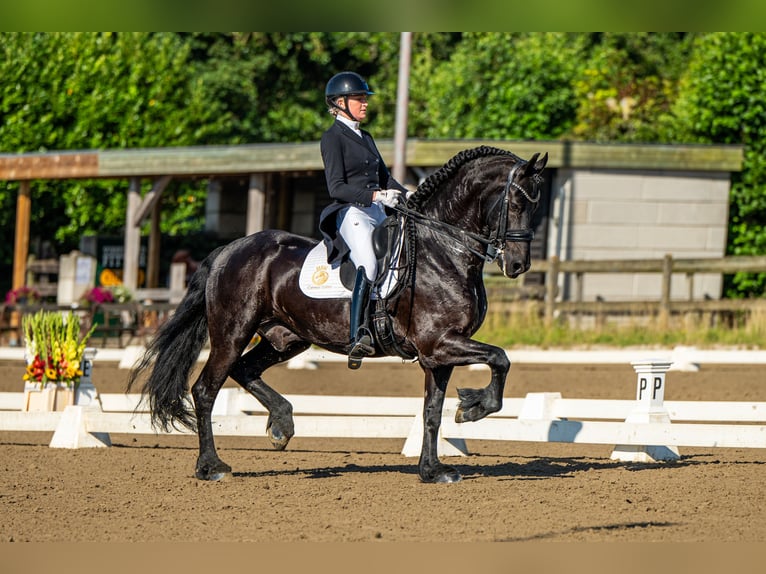 Friesen Hengst 10 Jahre 168 cm Rappe in Aalsmeer