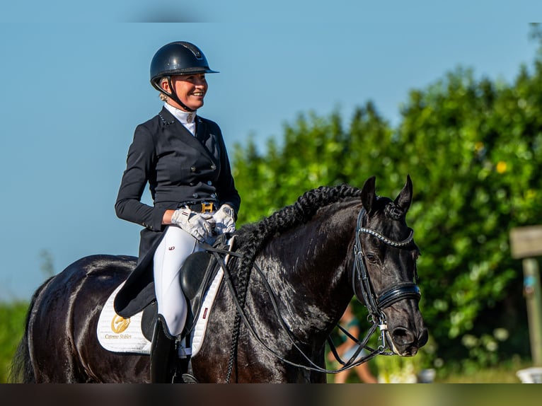 Friesen Hengst 10 Jahre 168 cm Rappe in Aalsmeer