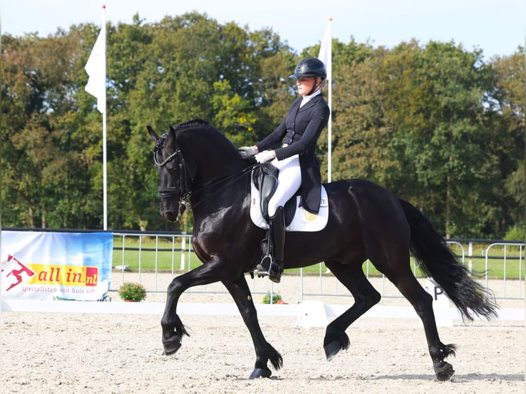 Friesen Hengst 10 Jahre 168 cm Rappe in Aalsmeer