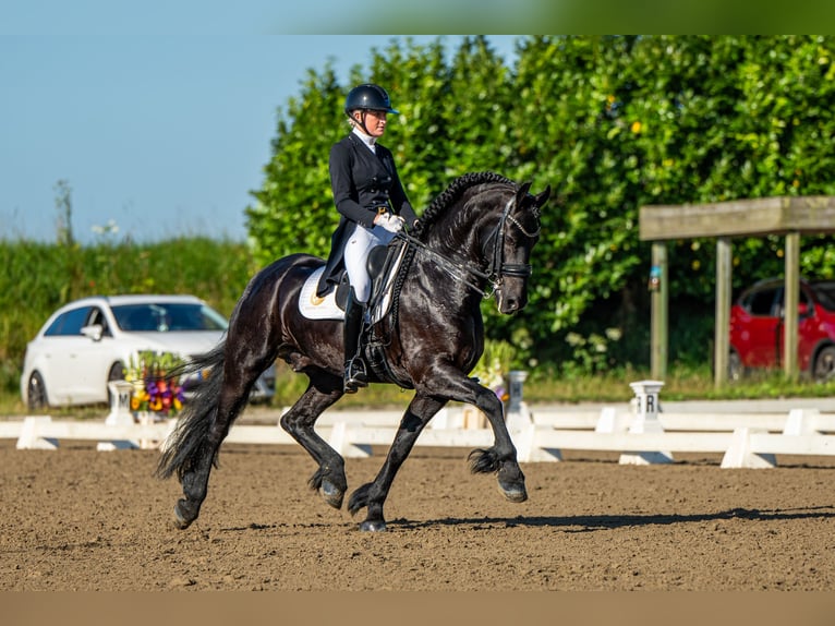 Friesen Hengst 10 Jahre 168 cm Rappe in Aalsmeer