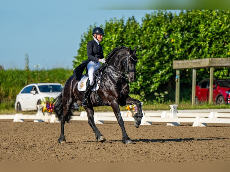 Friesen Hengst 10 Jahre 168 cm Rappe in Aalsmeer