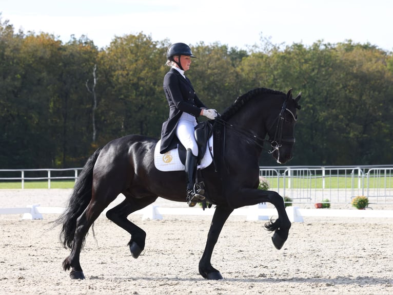 Friesen Hengst 10 Jahre 168 cm Rappe in Aalsmeer