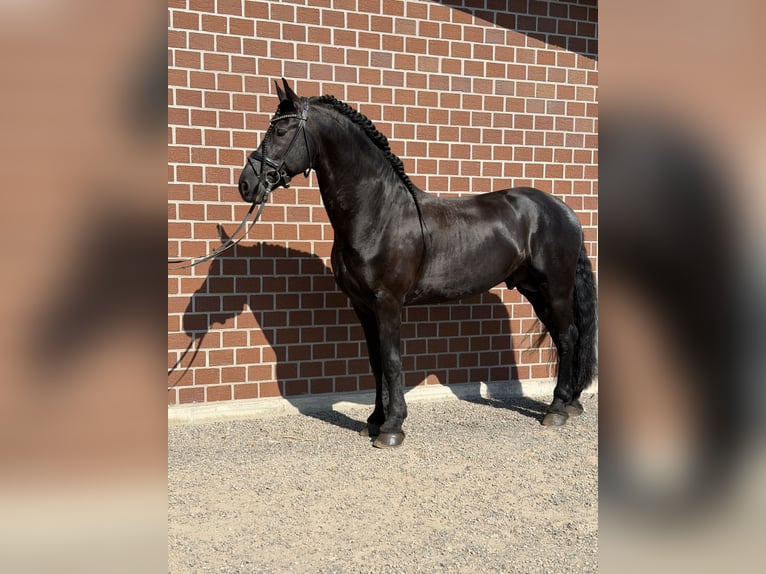 Friesen Hengst 10 Jahre 170 cm Rappe in Moers
