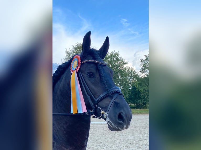 Friesen Hengst 10 Jahre 170 cm Rappe in Moers