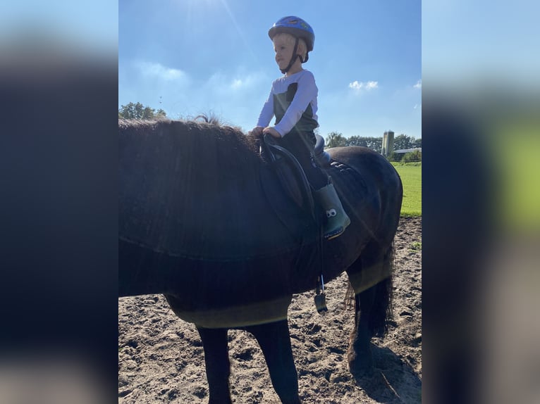 Friesen Hengst 11 Jahre 159 cm Rappe in Schapen