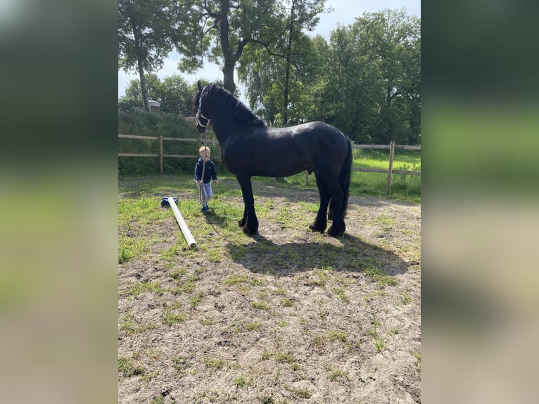 Friesen Hengst 11 Jahre 159 cm Rappe in Schapen