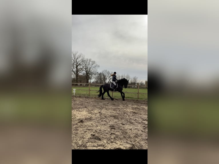 Friesen Hengst 11 Jahre 159 cm Rappe in Schapen